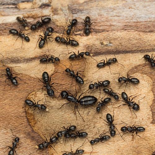 Maine Bed Bugs and Pest Control