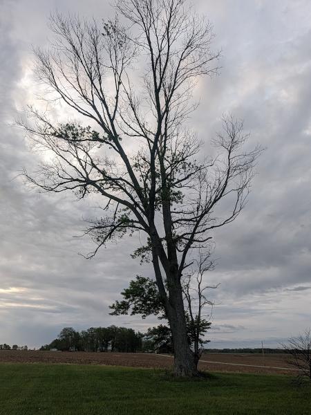Holmes Complete Tree Care