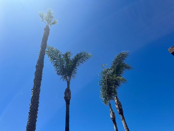 Ohana Tree Trimming