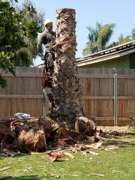 Ohana Tree Trimming