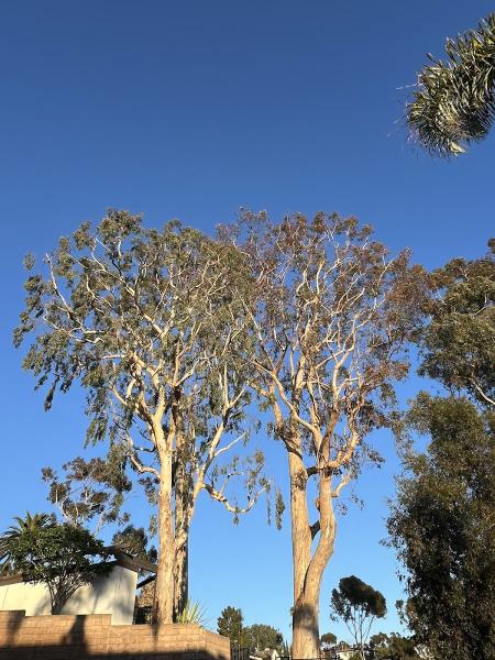 Robin Hilton Land and Tree Company