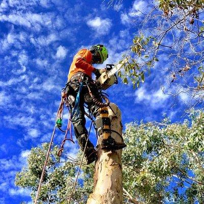 Robin Hilton Land and Tree Company