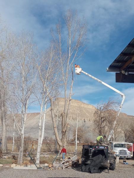 C & D Tree Service
