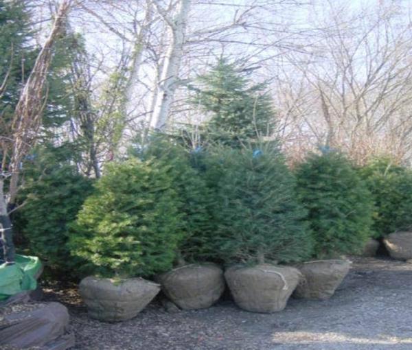 Frazier Nursery