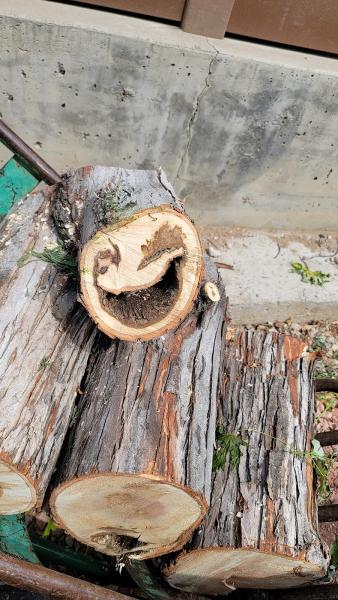Tree Medicine Tree Services