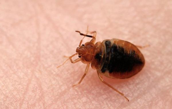 Noble Pest Solutions
