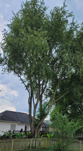 Lamb Tree Service