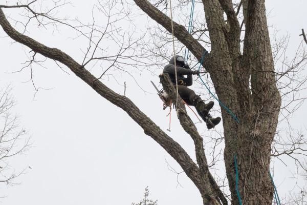 Organic Tree Services