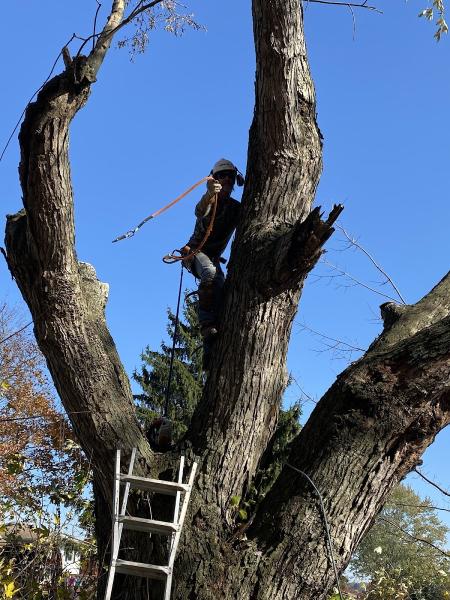 Brogan Tree Service LLC