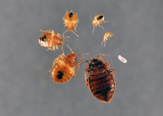 Take Care Termite & Pest Control