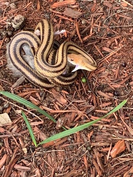 Critter Control
