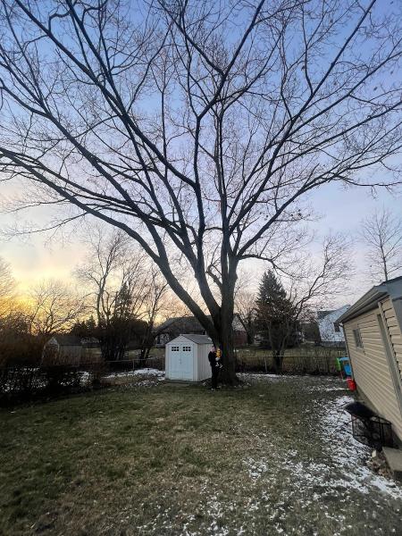 ABK Tree Services