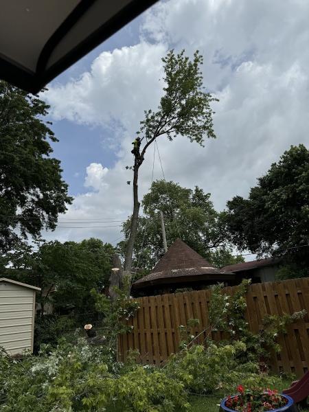 Chris Amschler Tree Service and Landscaping
