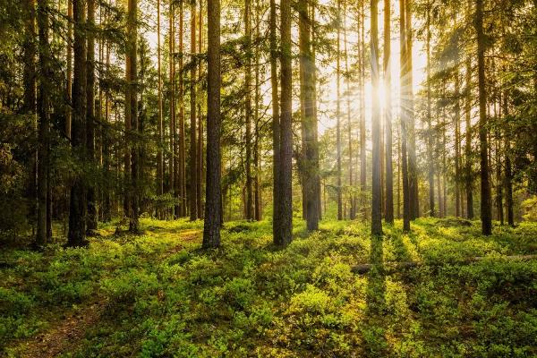 Emerald Valley Tree Service LLC