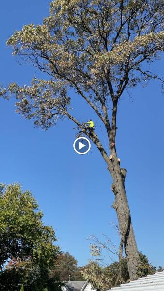 Prate's Tree Service
