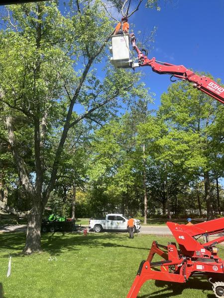 Seymour Tree Service