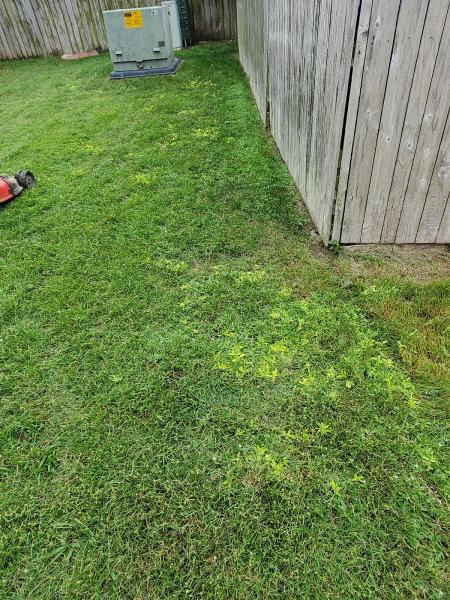 Dreamlawns