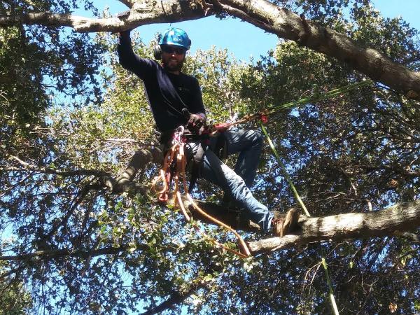 Inspire Tree Experts
