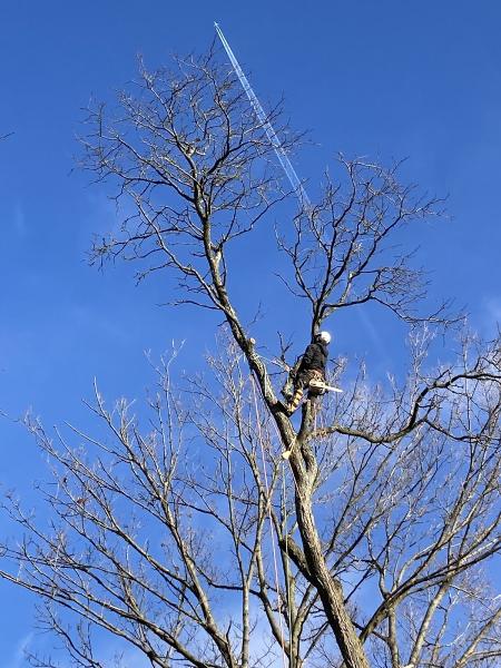 Inspire Tree Experts