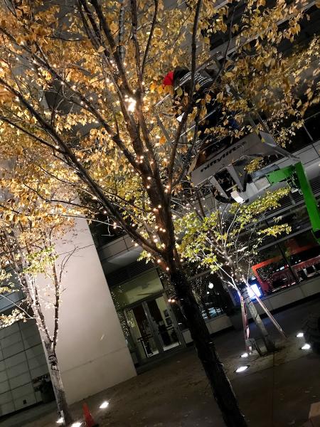 Charros Tree Care