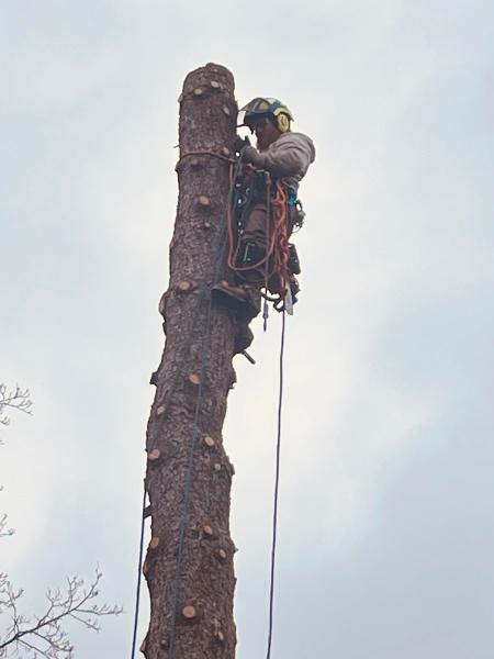 Feral Tree Solutions