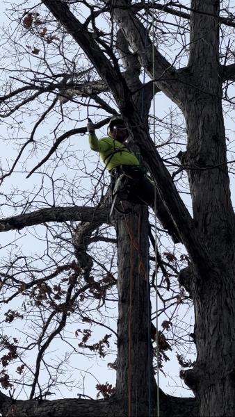 Feral Tree Solutions