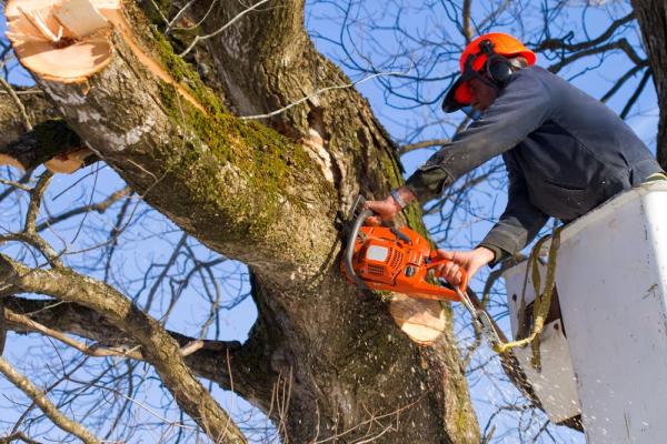 Banning Tree Services