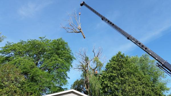 FJR Tree Inc