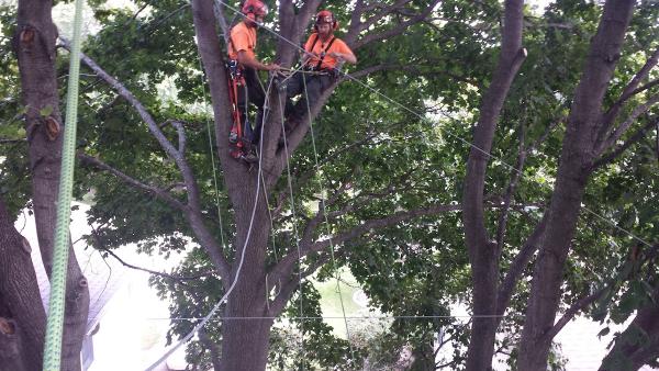 FJR Tree Inc