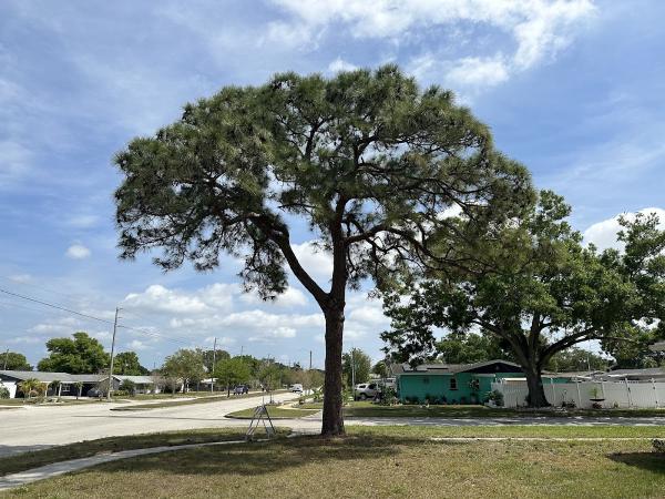 Yutzy Tree Service