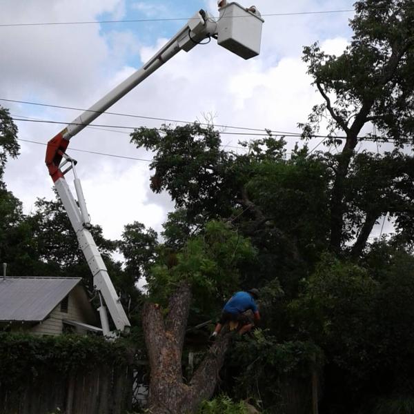 Precision Tree Service