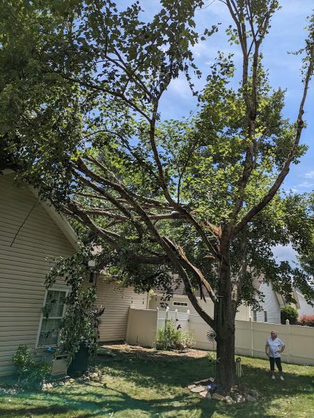 Honey do Landscape and Tree Service
