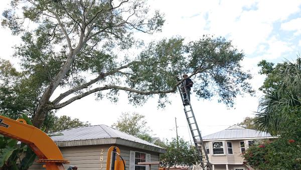 Aldo's Lawn Service and Tree Service