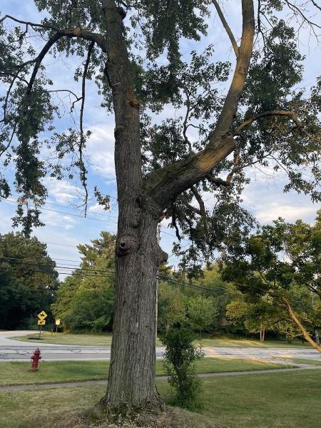 Zonum Tree Service