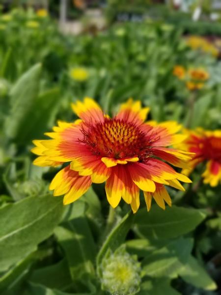 Otter Creek Landscape & Garden Center
