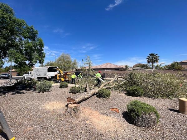 Branch Management Tree Service