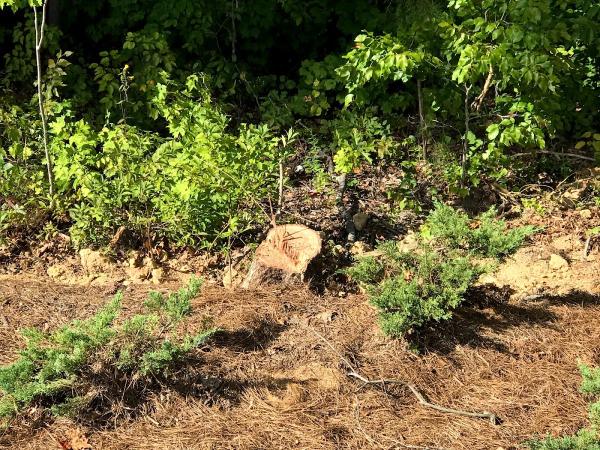 Tree & Junk Removal