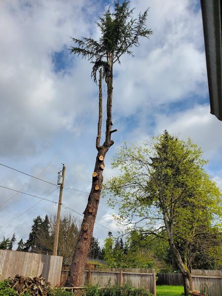 Cummings Tree Service
