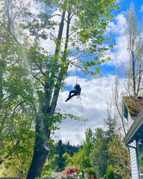 Cummings Tree Service