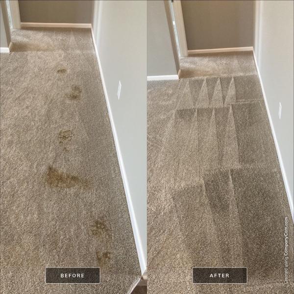 Elite Steamer Carpet Cleaner