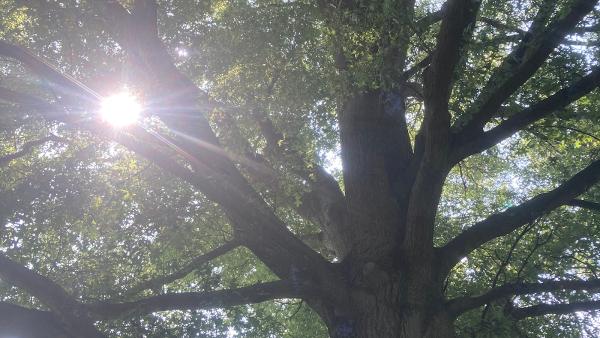 Miles Tree and Stump