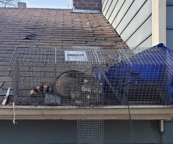 Lewis Pest Control & Wildlife Removal