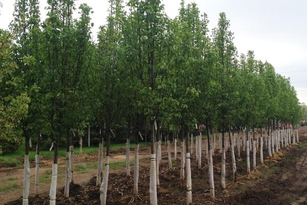 Dehamer Landscaping