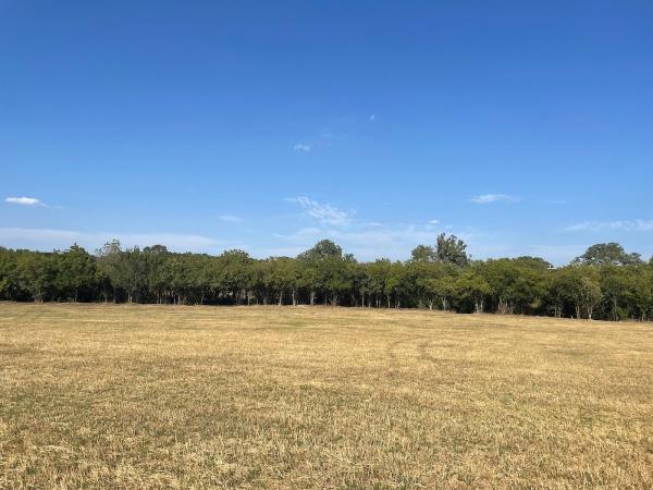 Bronco Land Clearing