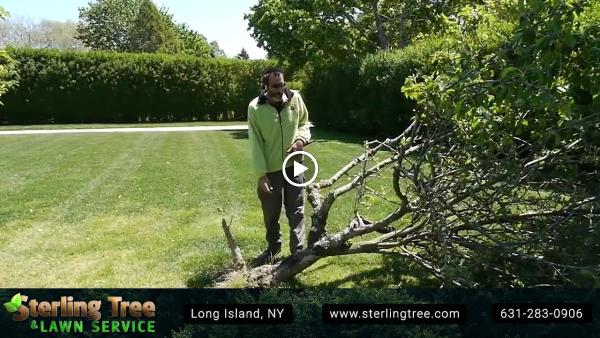 Sterling Tree & Lawn Service