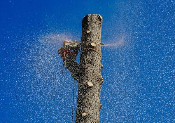 All Seasons Tree Service