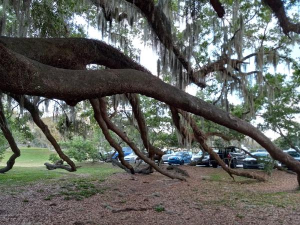 Affordable Arbor Care