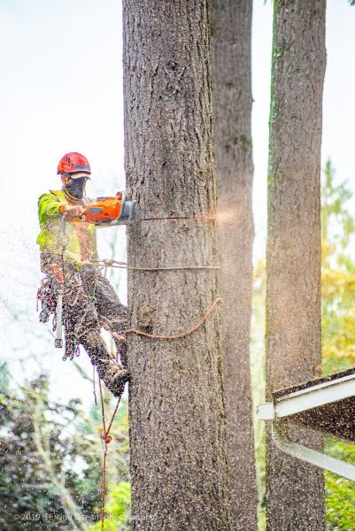 NW Tree Work