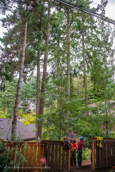 NW Tree Work