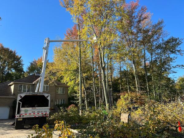 Briggs Tree Service & Landscaping